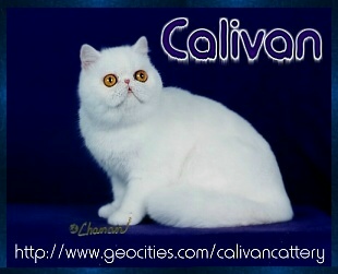 Calivan Exotics