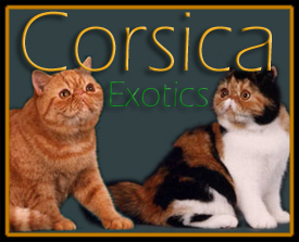 Corsica Exotic Shorthair Cats