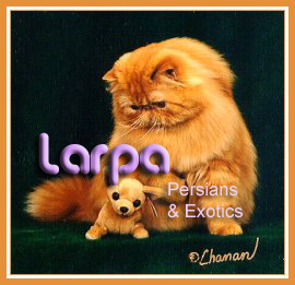 Larpa Persians & Exotic Shorthair Cats