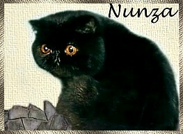 Nunza Exotic Shorthairs