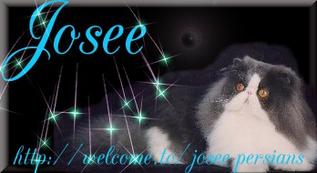 Josee Persian Cats