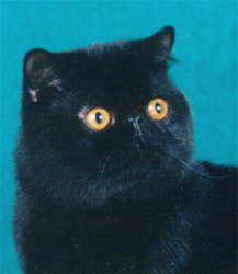 black exotic shorthair male