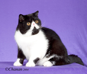 black and white Exotic Shorthair