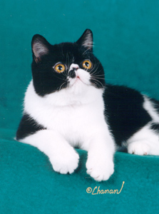 black and white Exotic Shorthair