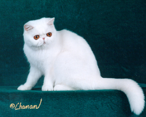 white Exotic Shorthair