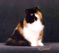 calico persian