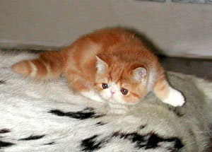 red tabby and white Exotic Shorthair