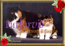 Purfurvid Persians & Exotic Shorthair Cats